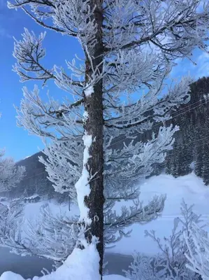 Fiesch-Lax Minnig Moritz im Winter