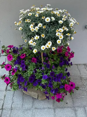Ein Garten an der Unterkunft Haus Floralp