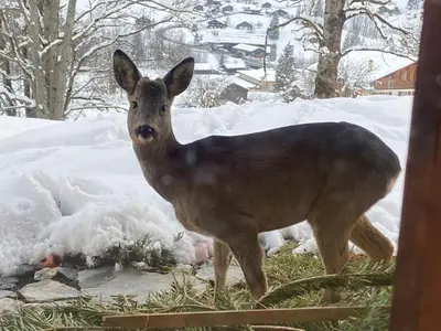 Tiere in der Ferienwohnung oder in der Nähe