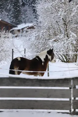 Tiere in der Ferienwohnung oder in der Nähe