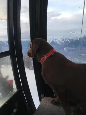 Haustiere von Gästen der Unterkunft Chalet Crans-Montana