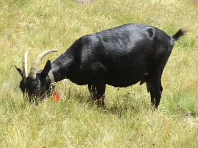 Tiere in der Ferienwohnung oder in der Nähe