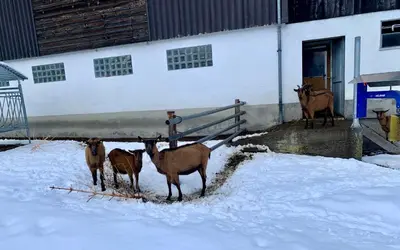 Tiere im Ferienhaus oder in der Nähe