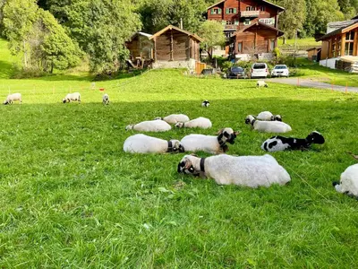 Tiere im Ferienhaus oder in der Nähe