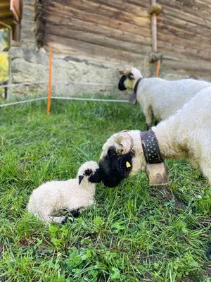 Haustiere von Gästen der Unterkunft Walliser Stadel