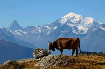 Tiere im Hotel oder in der Nähe