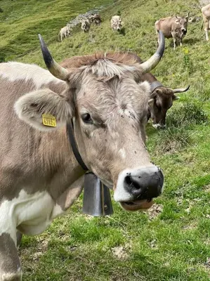Tiere in der Ferienwohnung oder in der Nähe