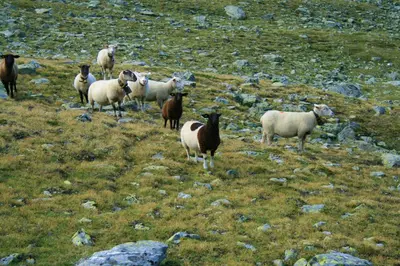 Tiere in der Ferienwohnung oder in der Nähe