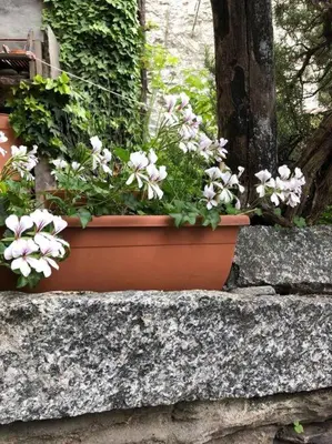 Ein Garten an der Unterkunft Come stay in our Little Nest