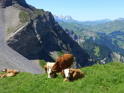Tiere im Ferienhaus oder in der Nähe
