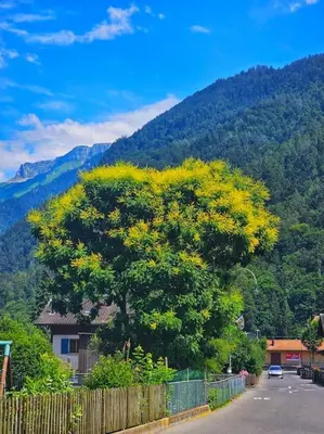 Ein allgemeiner Bergblick oder ein Berglick von der Ferienwohnung aus