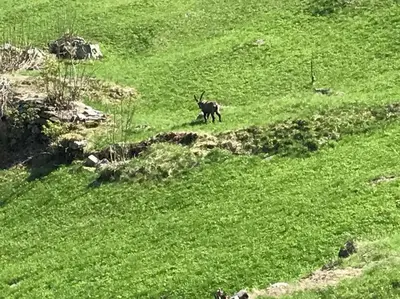 Tiere im Ferienhaus oder in der Nähe