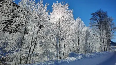 An der Langlaufloipe - Studio Arnica im Winter