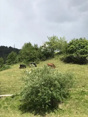 Ein Garten an der Unterkunft Apartmant Mary
