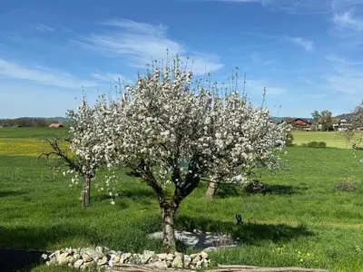 Ein Garten an der Unterkunft Salzhaus