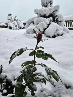 Chalet Swiss Alps im Winter