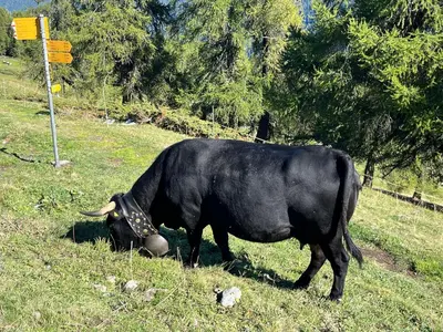Tiere in der Ferienwohnung oder in der Nähe