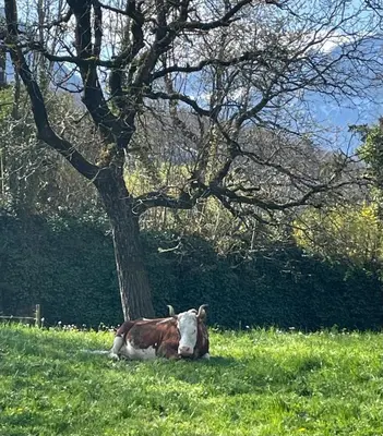 Tiere in der Ferienwohnung oder in der Nähe