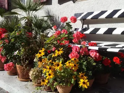 Ein Garten an der Unterkunft Flowerpot Apartment