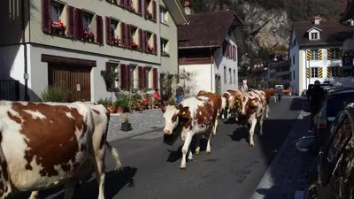 Tiere in der Ferienwohnung oder in der Nähe