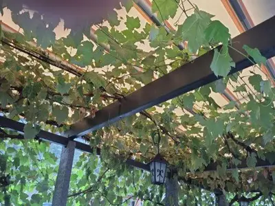Ein Garten an der Unterkunft Grotto osteria di Baloi