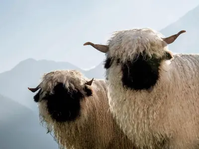 Tiere im Ferienhaus oder in der Nähe