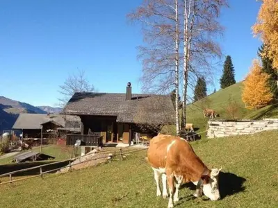 Tiere im Ferienhaus oder in der Nähe