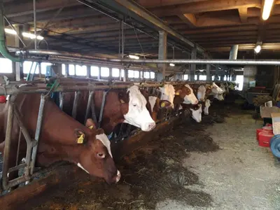 Tiere in der Ferienwohnung oder in der Nähe
