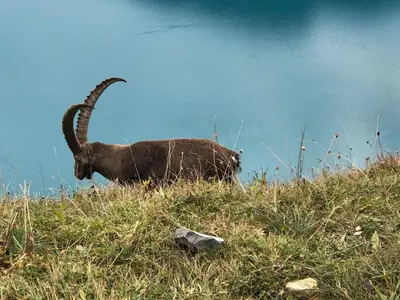 Tiere in der Ferienwohnung oder in der Nähe