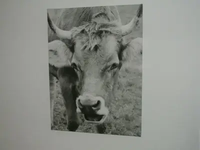 Tiere in der Ferienwohnung oder in der Nähe