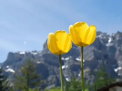 Ein allgemeiner Bergblick oder ein Berglick von der Ferienwohnung aus