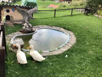 Tiere in der Ferienwohnung oder in der Nähe