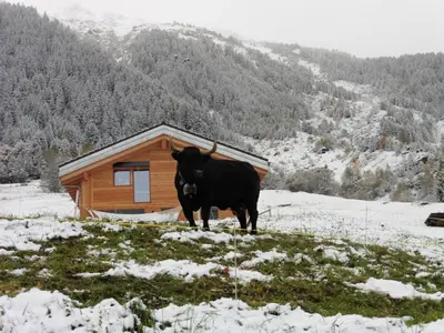 Tiere im Bed & Breakfast oder in der Nähe