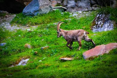 Tiere in der Ferienwohnung oder in der Nähe