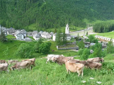 Tiere im Hotel oder in der Nähe