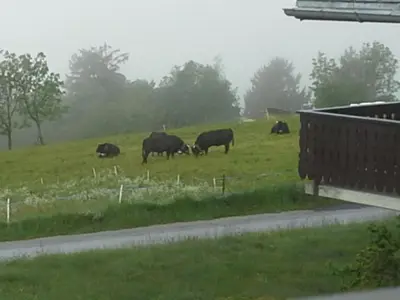 Tiere in der Ferienwohnung oder in der Nähe