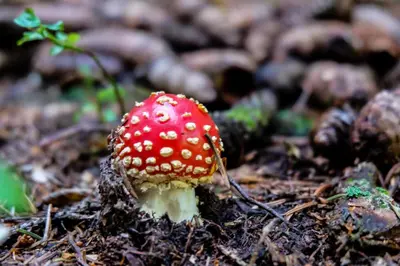 Grundriss der Unterkunft Alphütte Bielerhüs