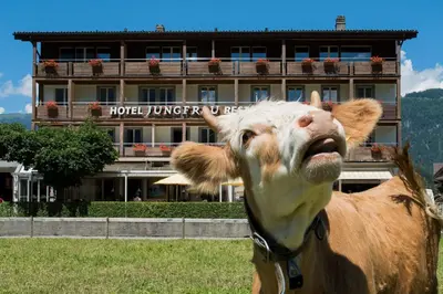 Tiere im Hotel oder in der Nähe