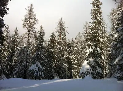 Hotel-Restaurant Drei Tannen im Winter