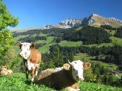Tiere in der Ferienwohnung oder in der Nähe