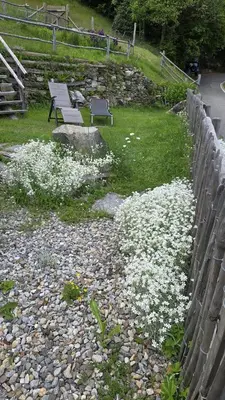 Ein Garten an der Unterkunft Casa Poiana