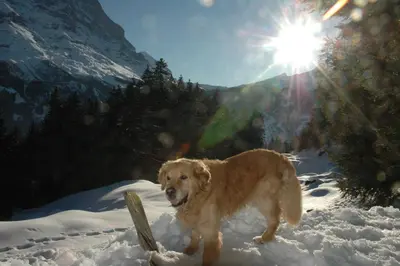 Haustiere von Gästen der Unterkunft Alpenhof