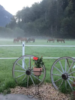 Tiere in diesem Bauernhof oder in der Nähe