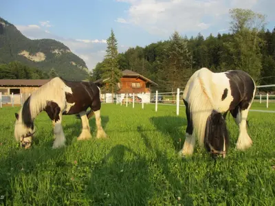 Tiere in diesem Bauernhof oder in der Nähe