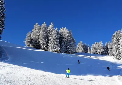 Laubrinus im Winter