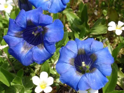Ein Garten an der Unterkunft bella Romantica