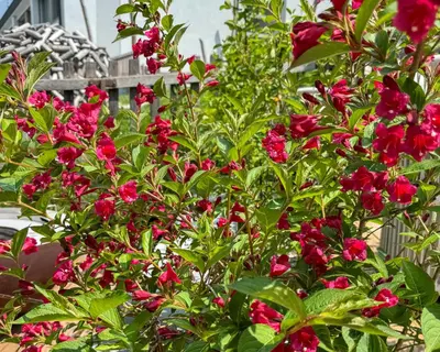 Ein Garten an der Unterkunft Zer Treichi