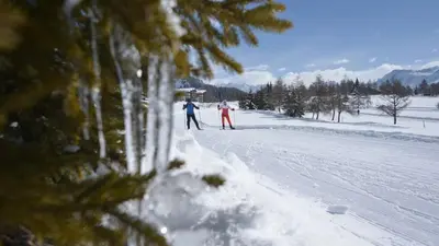 Stachelbeere OG im Winter