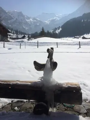 Bergdohle im Winter