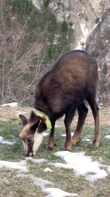 Tiere in der Ferienwohnung oder in der Nähe